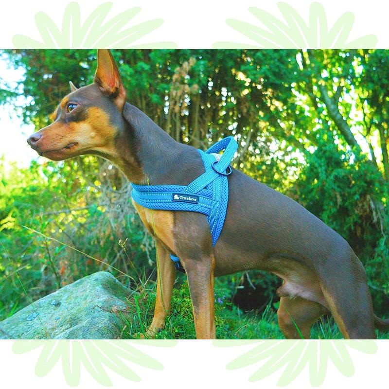 Truelove 犬 ハーネス ソフトメッシュ スポーツハーネス 簡単装着 おしゃれ かっこいい 軽い 丈夫 リフレクティブ 快適 ソフトパッド メッシュ 犬用 Tl Meshharness Country Field 通販 Yahoo ショッピング