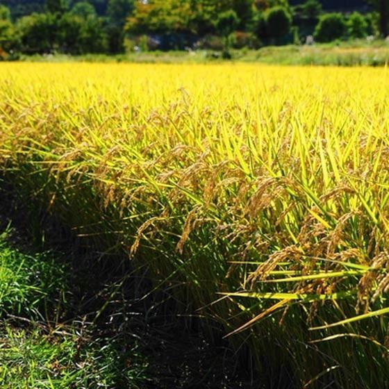 令和5年産 無農薬 コシヒカリ 5kg 新米 丹波篠山産 無化学肥料 特別栽培米 白米｜countryside｜02