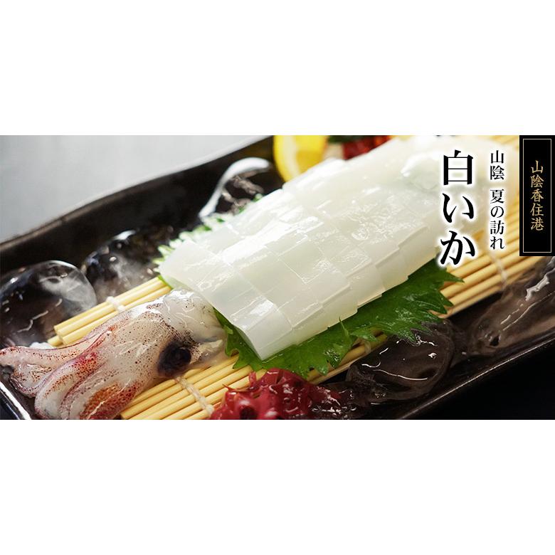 しろいか お刺身用 イカ 剣先イカ 白いか 2匹セット シロイカ 山陰産 Mac カントリーサイド 通販 Yahoo ショッピング