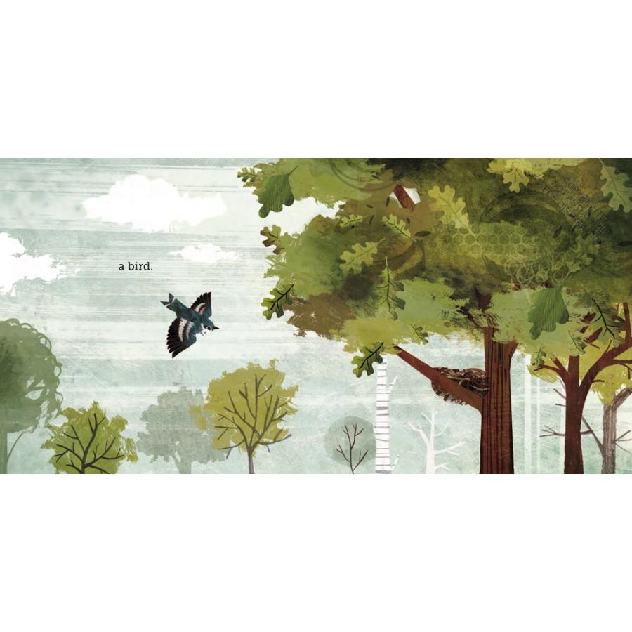BECAUSE OF AN ACORN｜たったひとつのドングリがーすべてのいのちをつなぐー（原書）英語絵本 洋書 子ども 読み聞かせ |  | 03