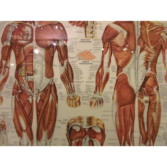 ビンテージ80's○ANATOMICAL CHART CO.人体図ラミネートポスターA