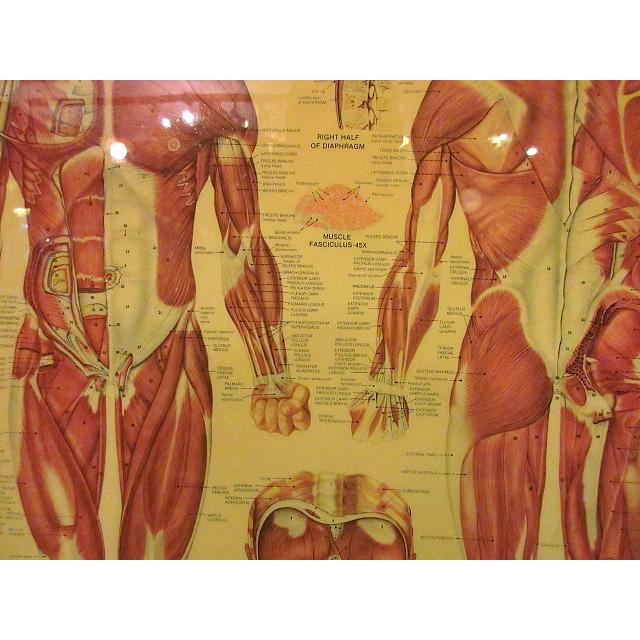 ビンテージ80's○ANATOMICAL CHART CO.人体図ラミネートポスターB
