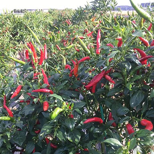 激辛 まぼろしの唐辛子 香川本鷹 乾燥 約10本 10g : うつわの店