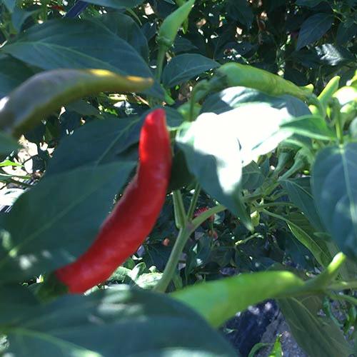 激辛 まぼろしの唐辛子 香川本鷹 乾燥 約10本 10g : うつわの店