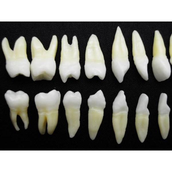 永久歯 歯 歯列 歯科 模型 28本 : CraftMarket - 通販 - Yahoo