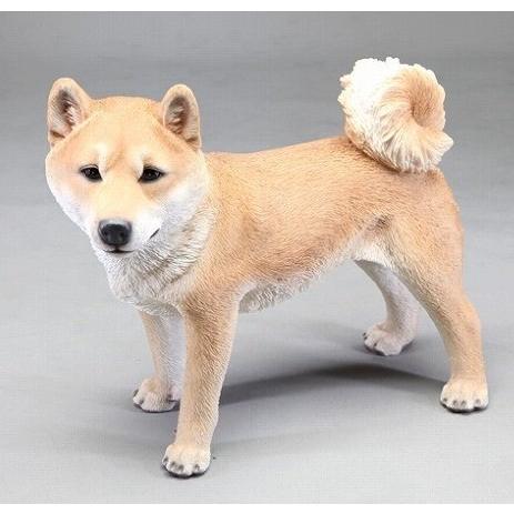 数量限定 野川農園柴犬 超特価激安 Technet 21 Org