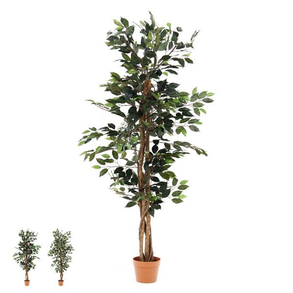 観葉植物 フィカス 690 A : クラシト - 通販 - Yahoo!ショッピング