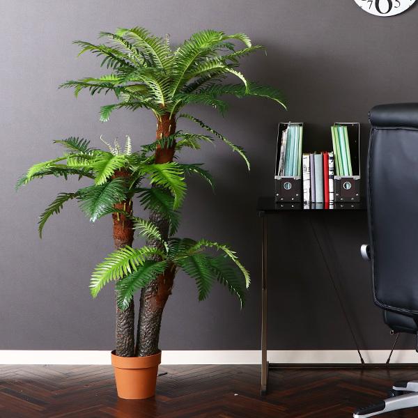 観葉植物 シダ 43(13000円)