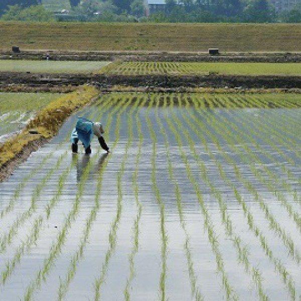 米 20kg こしひかり 特別栽培 魚沼 コシヒカリ 白米 ギフト お米 魚沼 新潟 プレゼント 農家直送 贈り物 お祝い お礼 内祝い お返し 贈り物 魚沼 特別栽培 コシヒカリ 贈り物