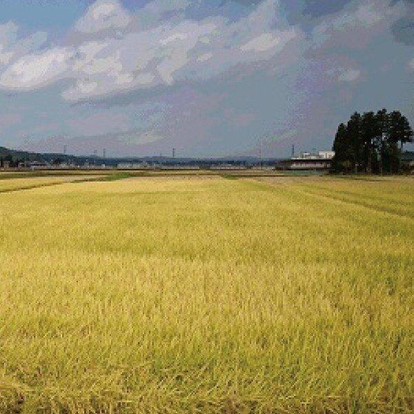 米 20kg こしひかり 特別栽培 魚沼 コシヒカリ 白米 ギフト お米 魚沼 新潟 プレゼント 農家直送 贈り物 お祝い お礼 内祝い お返し 贈り物 魚沼 特別栽培 コシヒカリ 贈り物