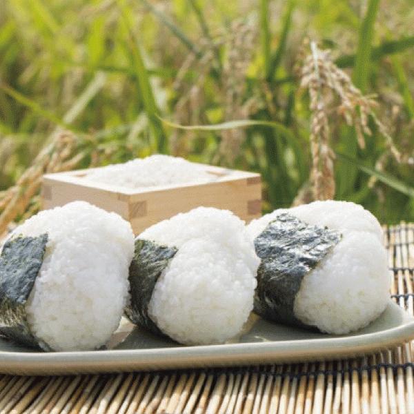 コシヒカリ 米 お米 20Kg こしひかり 無肥料 無農薬 自然栽培 大地の力