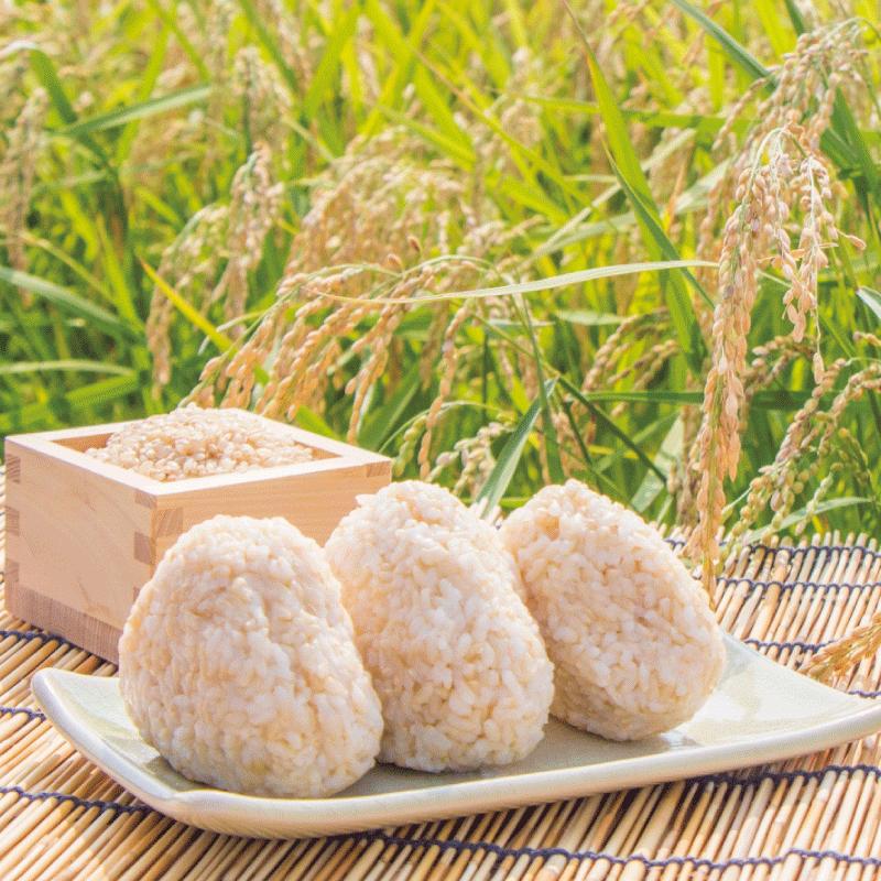 コシヒカリ 米 お米 10Kg こしひかり 自然栽培 大地の力で育てた コシヒカリ 米 お米 10Kg こしひかり 自然栽培 大地の力で育てた