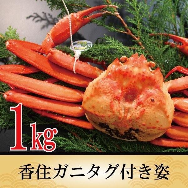 カニ かに 蟹 紅ズワイガニ 香住ガニ タグ付き約1kg 紅ずわいがに ベニズワイガニ ボイル 海鮮 グルメ 国産 ボイル お取り寄せ お祝い お礼 食べ物 春ギフトの画像