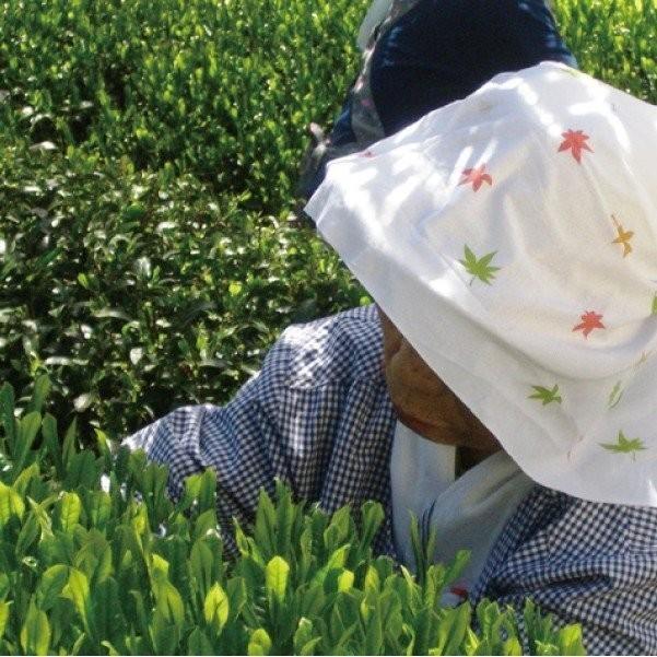 新茶 2024年 父の日 ギフト 宇治新茶2袋 京都 治茶 新茶セット 新茶ティーバッグ2袋（2.5ｇ×10Ｐ）ギフト箱入 プレゼント 送料無料｜crea-lelaku｜07