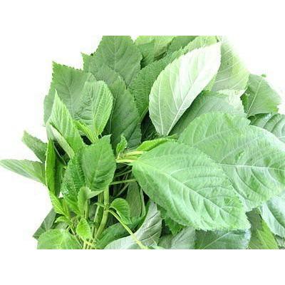 モロヘイヤパウダー 80g 海外並行輸入正規品 無農薬 石川ファーム