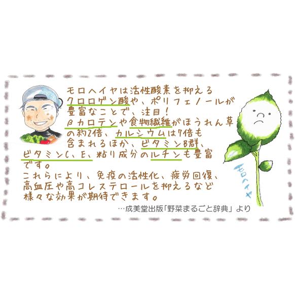 モロヘイヤパウダー 80g 海外並行輸入正規品 無農薬 石川ファーム
