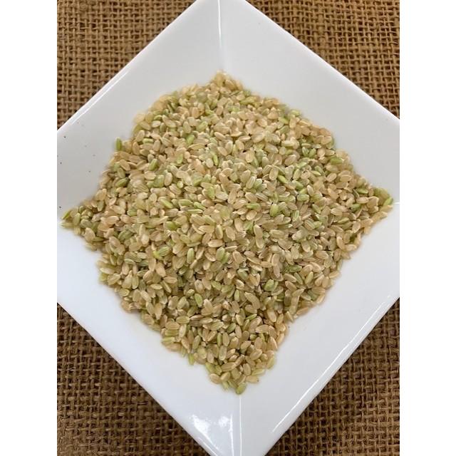 はぜかけ玄米10kg (天日干し・自然乾燥) 石川ファーム自然栽培米 はぜかけ玄米10kg (天日干し・自然乾燥) 石川ファーム自然栽培米