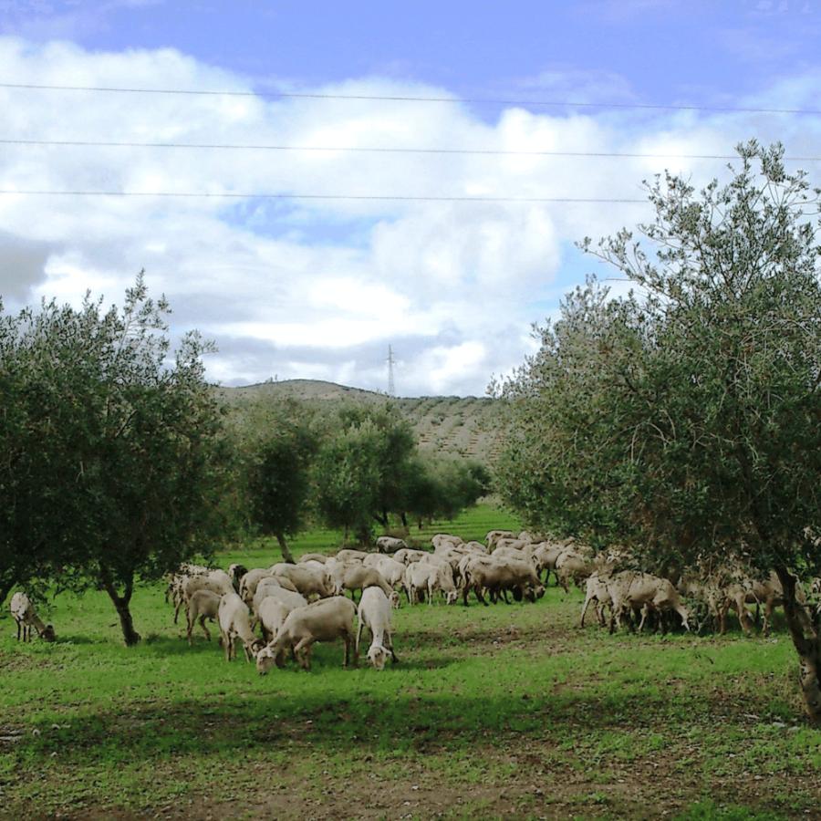 カスティージョ・デ・カネナ 早摘み 冷燻オリーブオイル ギフト 高級 アルベキーナ種 250ml | CASTILLO De CANENA | 02