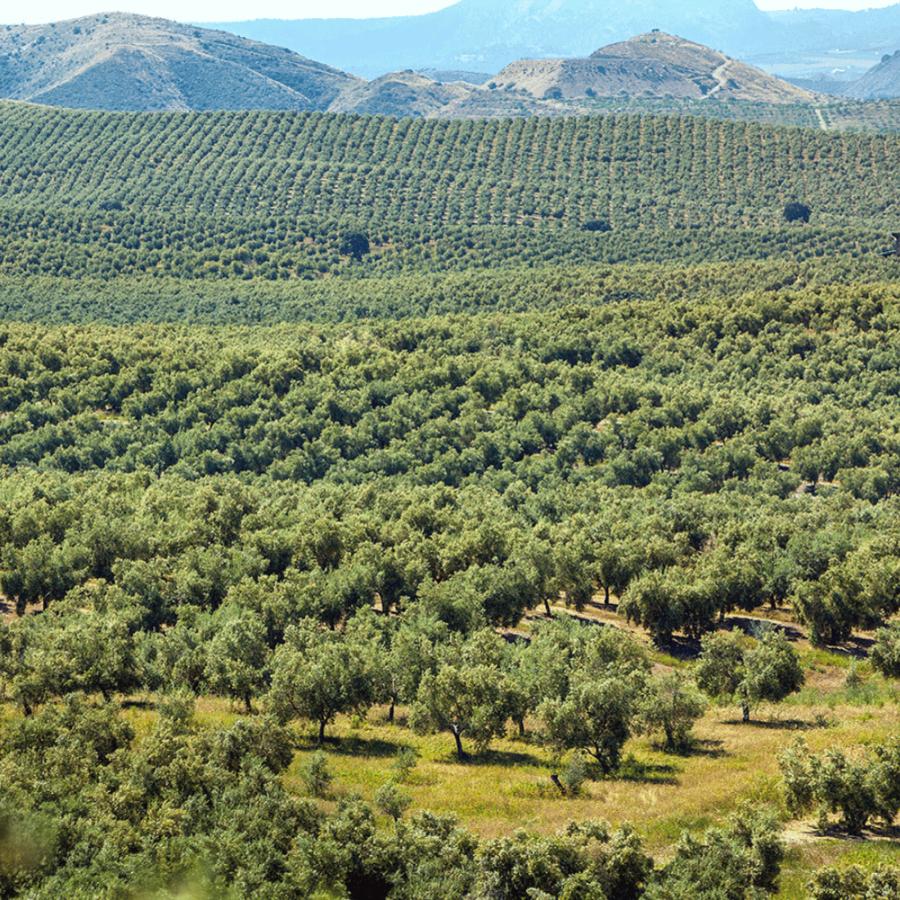 カスティージョ・デ・カネナ 早摘み 冷燻オリーブオイル ギフト 高級 アルベキーナ種 250ml | CASTILLO De CANENA | 03