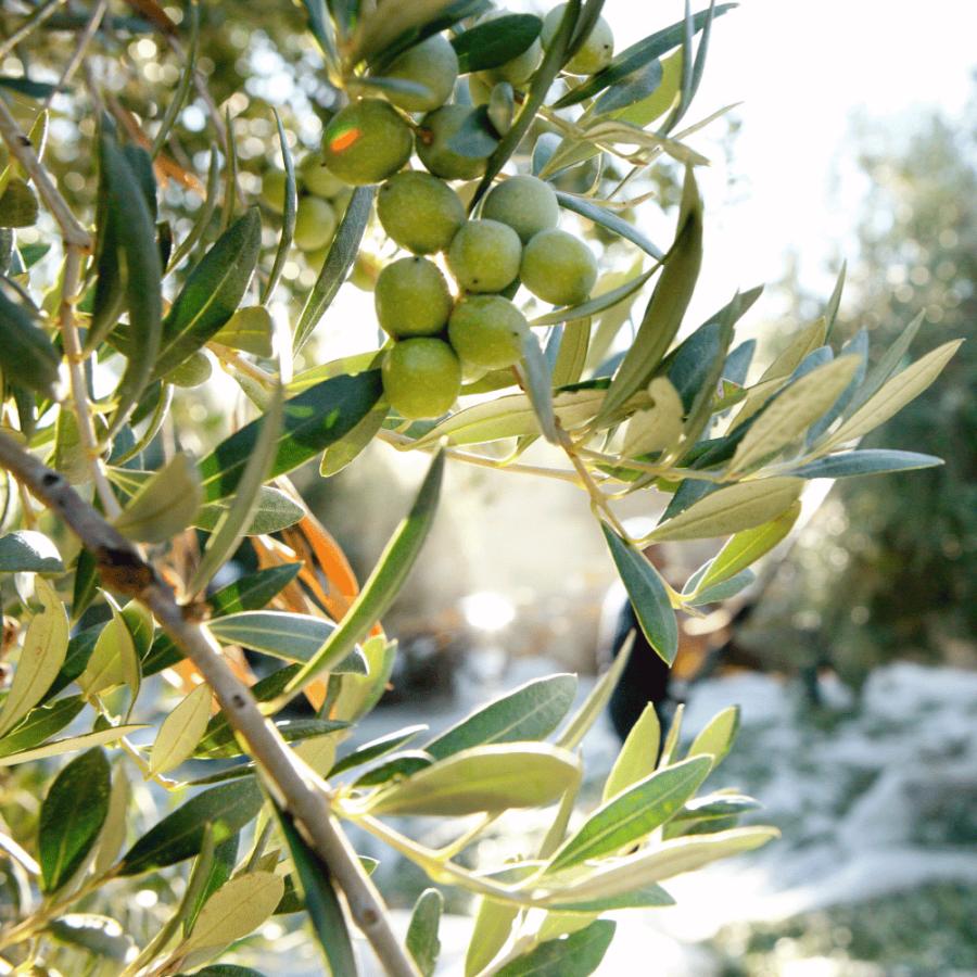 カスティージョ・デ・カネナ 早摘み 冷燻オリーブオイル ギフト 高級 アルベキーナ種 250ml | CASTILLO De CANENA | 04