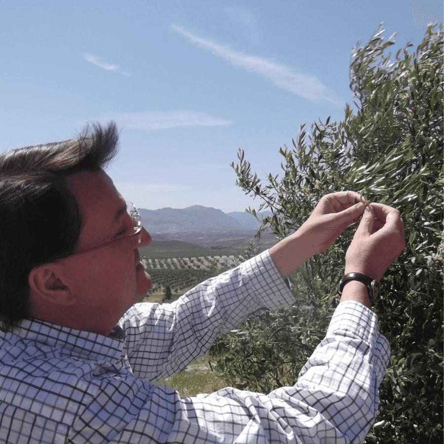 クララムント エキストラバージン オリーブオイル アルベキーナ 100ml |  | 03