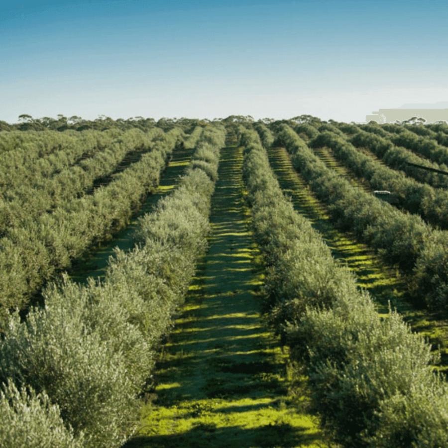 クララムント エキストラバージン オリーブオイル アルベキーナ 100ml |  | 04