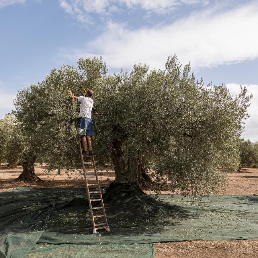 パンタレオ エキストラバージンオリーブオイル 250ml |  | 02