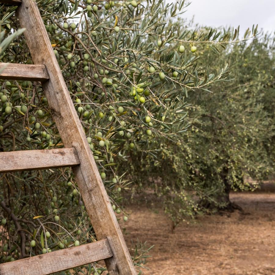 パンタレオ エキストラバージンオリーブオイル 250ml |  | 03