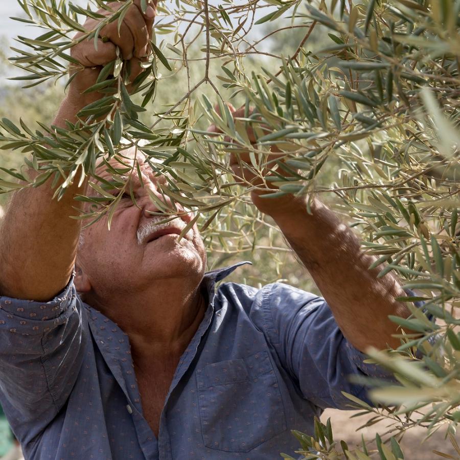 パンタレオ エキストラバージンオリーブオイル 250ml |  | 04