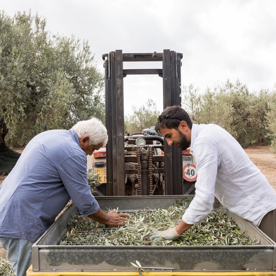 パンタレオ エキストラバージンオリーブオイル 250ml |  | 05