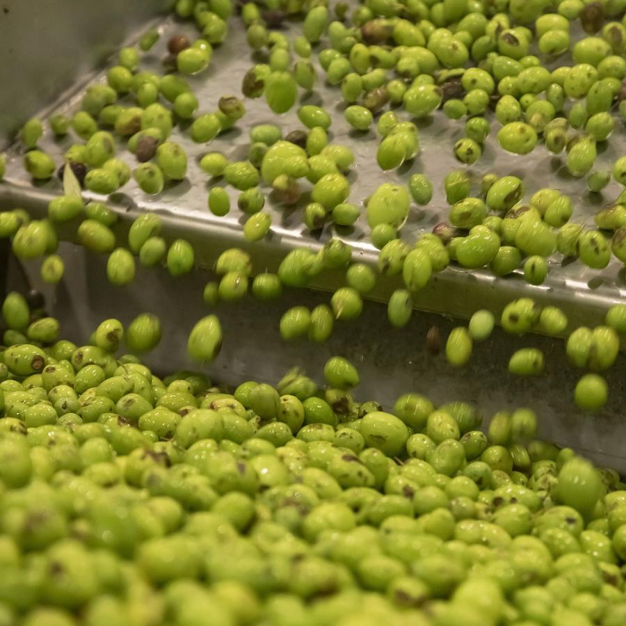 パンタレオ エキストラバージンオリーブオイル 250ml |  | 06