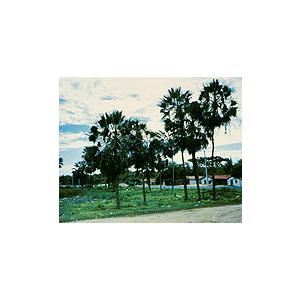 【在庫あり即納!!】シュアラスター Surluster ブラックレーベル スーパーエクスクルーシブフォーミュラワックスB-03 200g]