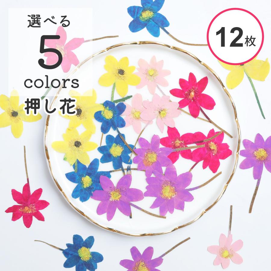 12枚入り】押し花 素材 ドライフラワー 花 茎付き 5色 花材 資材