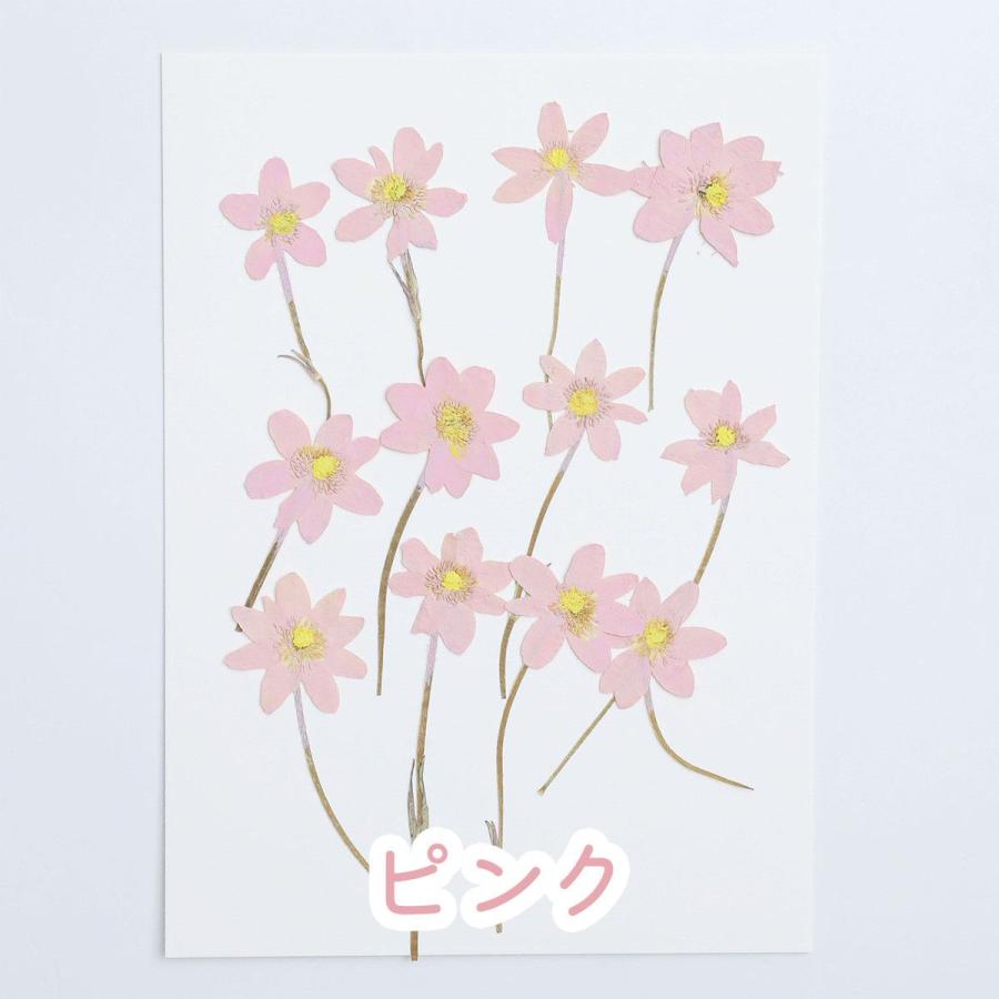 12枚入り】押し花 素材 ドライフラワー 花 茎付き 5色 花材 資材