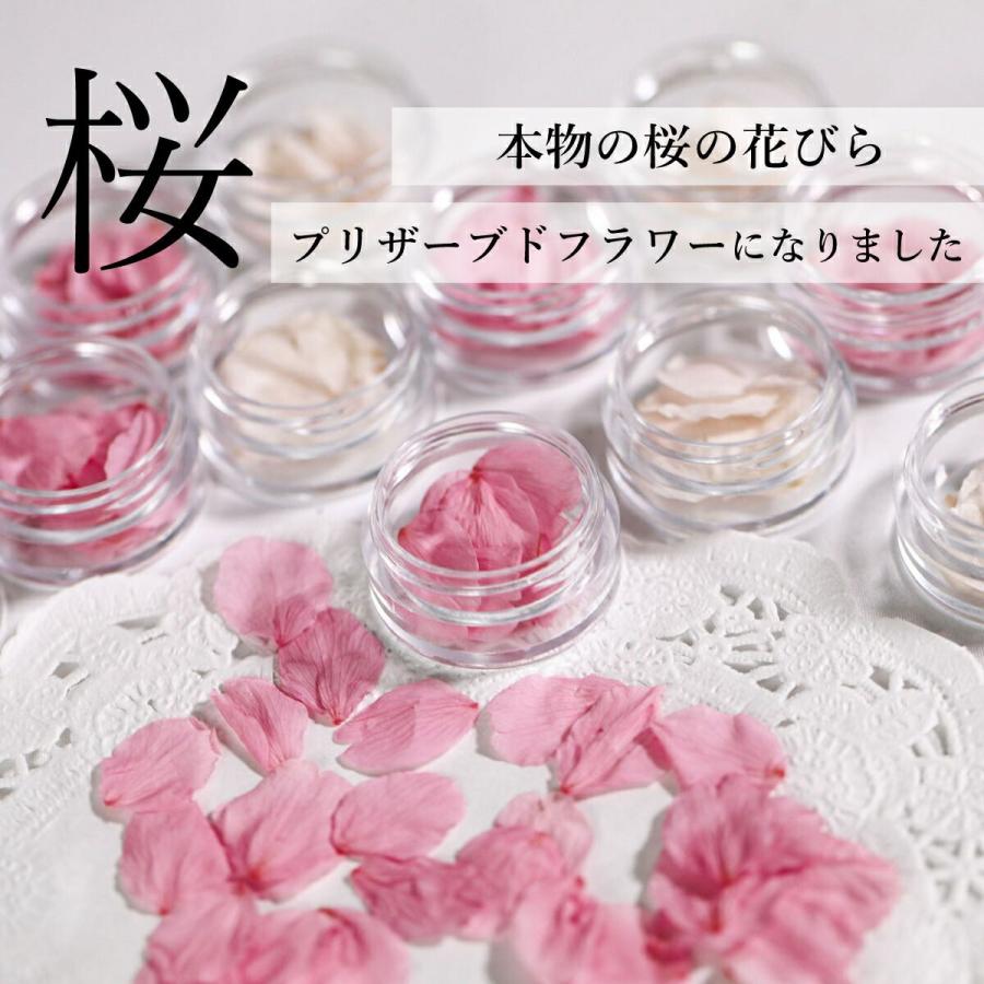 国産 さくら 花びら ドライフラワー プリザーブド加工 花材 素材