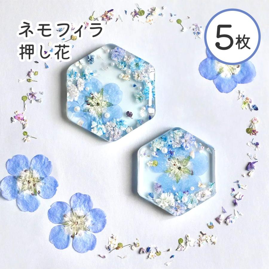 花材】押し花 国産 ネモフィラ ドライフラワー 5枚 ブルー お花 ケース