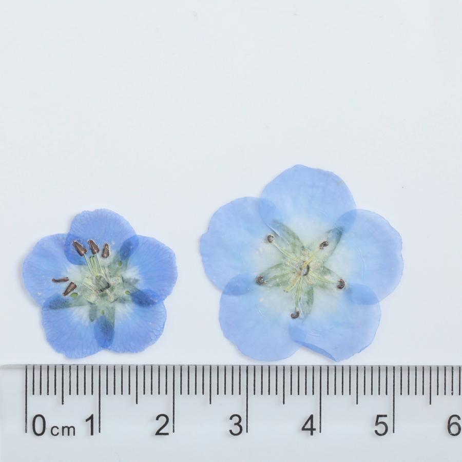 花材】押し花 国産 ネモフィラ ドライフラワー 5枚 ブルー お花 ケース