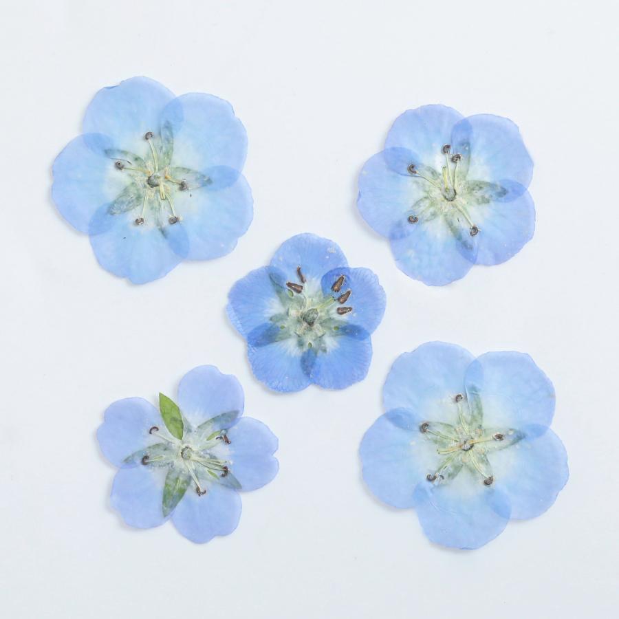 花材】押し花 国産 ネモフィラ ドライフラワー 5枚 ブルー お花 ケース