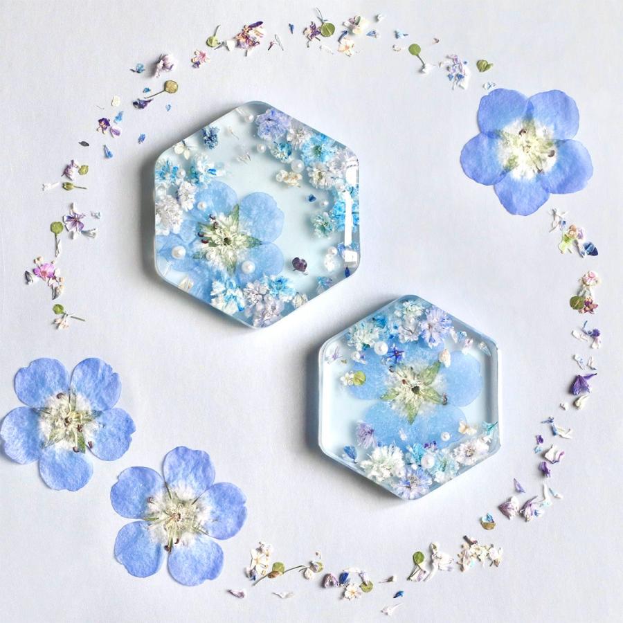 花材】押し花 国産 ネモフィラ ドライフラワー 5枚 ブルー お花 ケース