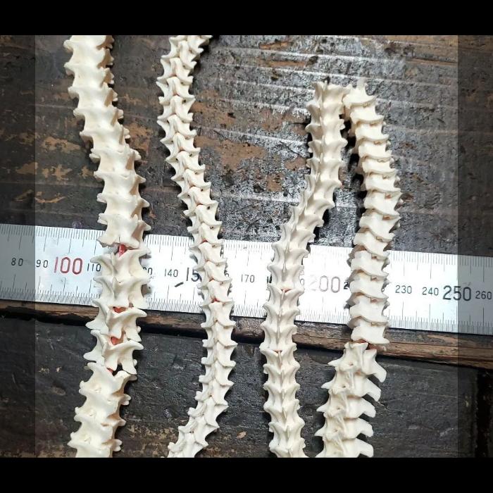 蛇骨 スネーク ボーン【材料】天然物【大迫力】クラフト ウォレットチェーンなど 使い方は自由!! ビーズ？ |  | 05