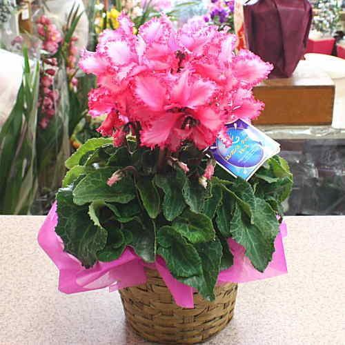 シクラメン エレガンスクイーンドレス ピンク色 5号鉢植え かご付き ふりふりの可愛いしくらめん鉢植え 花ギフト 誕生日プレゼントに 16 Aporo クロスリースタイル 通販 Yahoo ショッピング