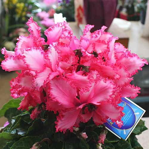 シクラメン エレガンスクイーンドレス ピンク色 5号鉢植え かご付き ふりふりの可愛いしくらめん鉢植え 花ギフト 誕生日プレゼントに 16 Aporo クロスリースタイル 通販 Yahoo ショッピング