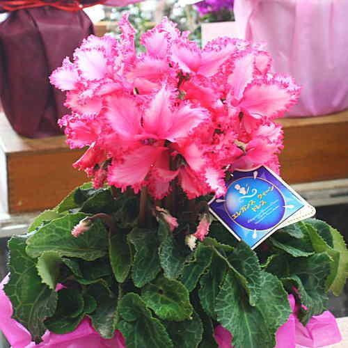 シクラメン エレガンスクイーンドレス ピンク色 5号鉢植え かご付き ふりふりの可愛いしくらめん鉢植え 花ギフト 誕生日プレゼントに 16 Aporo クロスリースタイル 通販 Yahoo ショッピング