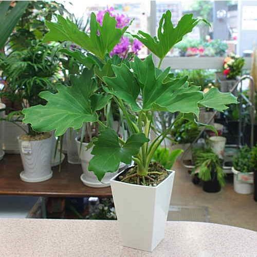 セローム7号鉢植え 葉に切れ込みのある観葉植物 12時までのご注文は即日発送致します 16 Kanyou 02 クロスリースタイル 通販 Yahoo ショッピング