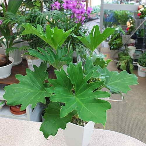 セローム7号鉢植え 葉に切れ込みのある観葉植物 12時までのご注文は 