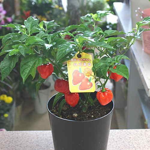 唐辛子 ハバネロ鉢植え 実付き 激辛とうがらし（トウガラシ） : クロス