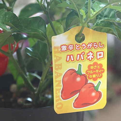 唐辛子 ハバネロ鉢植え 実付き 激辛とうがらし（トウガラシ） : クロス