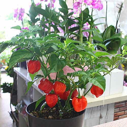 唐辛子 ハバネロ鉢植え 実付き 激辛とうがらし（トウガラシ） : クロス