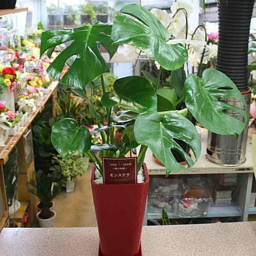 モンステラ 人気!!ビッグsize大葉インテリア観葉植物 モンステラ 人気!!ビッグsize大葉インテリア観葉植物