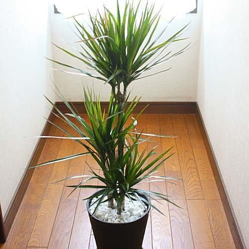 観葉植物 ドラセナ・マジナータ（コンシンネン） 真実の木 80サイズ